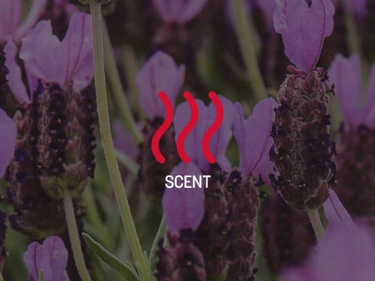 Distinguish Your Brand with Scent Marketing